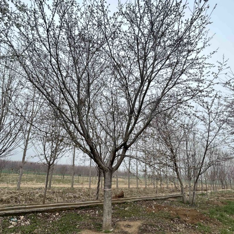 常年供应8-30公分樱花，价格合适，苗圃直销