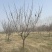 常年供应8-30公分樱花，价格合适，苗圃直销