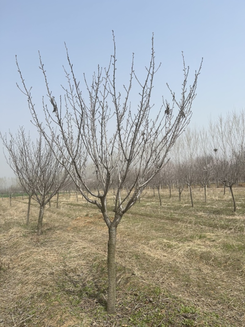 常年供应8-30公分樱花，价格合适，苗圃直销