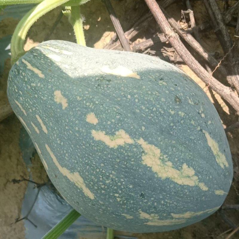 广西香芋南瓜大量上市，够香够粉，基地发货品质好