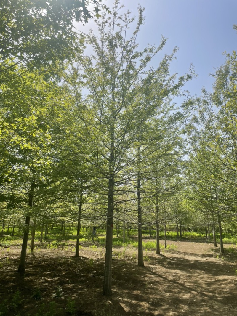 苗圃供应8-30公分娜塔栎，苗圃直销，打号现挖