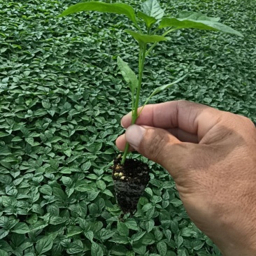 优质辣椒苗，螺丝椒苗朝天椒苗线椒苗各种辣椒苗品种齐全