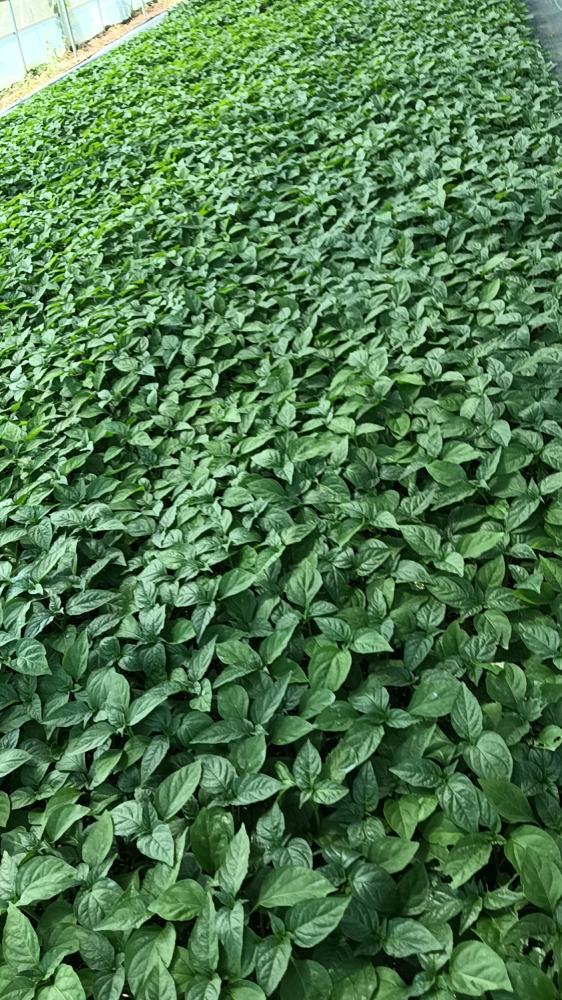 优质辣椒苗，螺丝椒苗朝天椒苗线椒苗各种辣椒苗品种齐全
