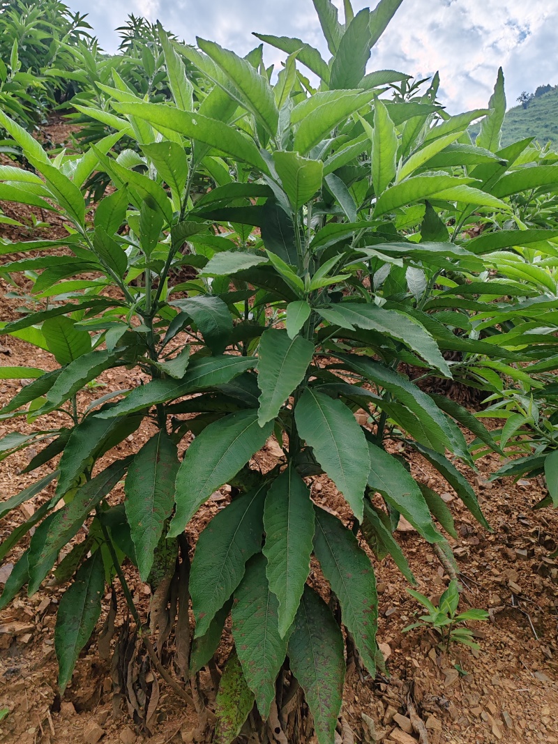 马耳艾干叶
