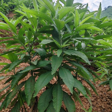 马耳艾全株干货
