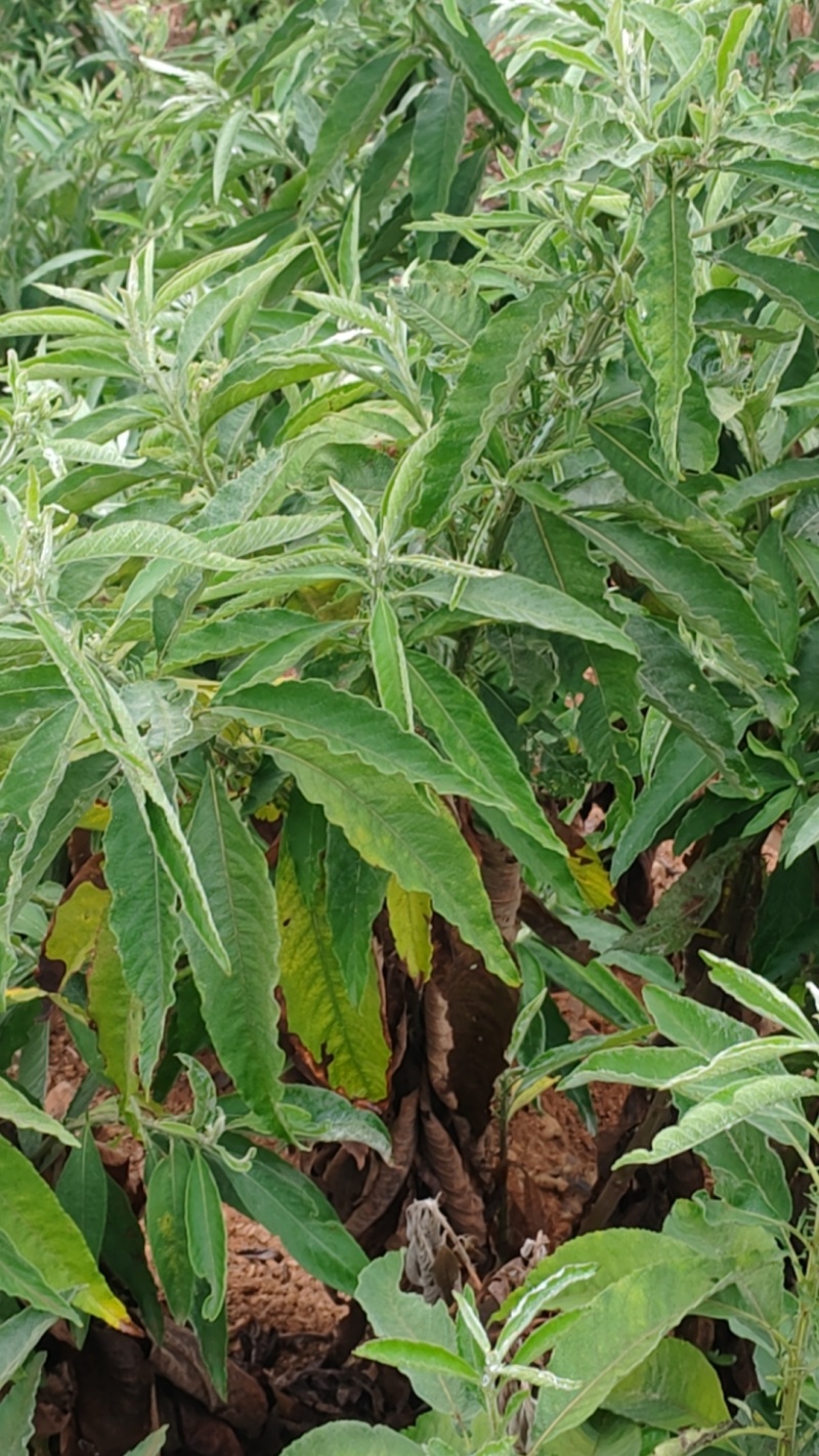 马耳艾全株干货
