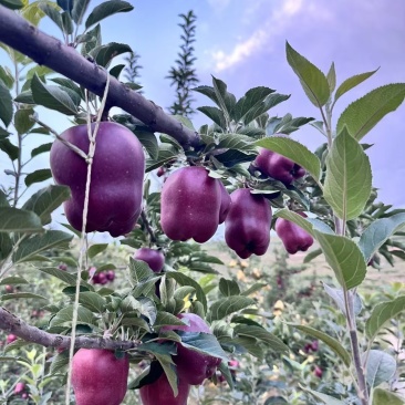 【电商果】花牛苹果量大价格便宜保质保量欢迎下单