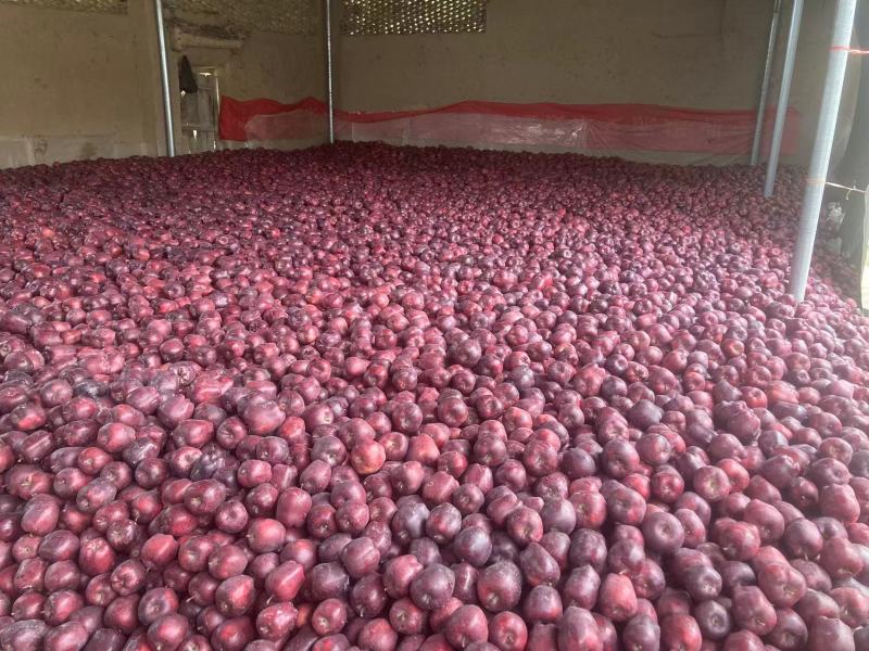 【电商果】花牛苹果量大价格便宜保质保量欢迎下单