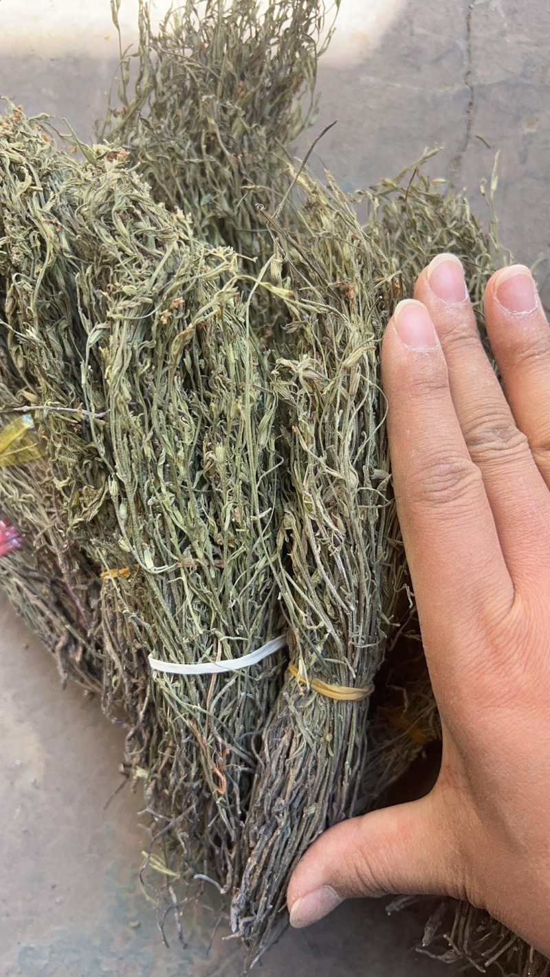 独脚金大货批发，常年供应大货，欢迎全国各地的老板来电咨询