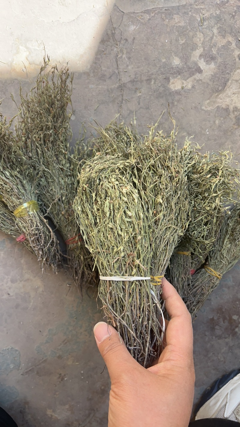 独脚金大货批发，常年供应大货，欢迎全国各地的老板来电咨询