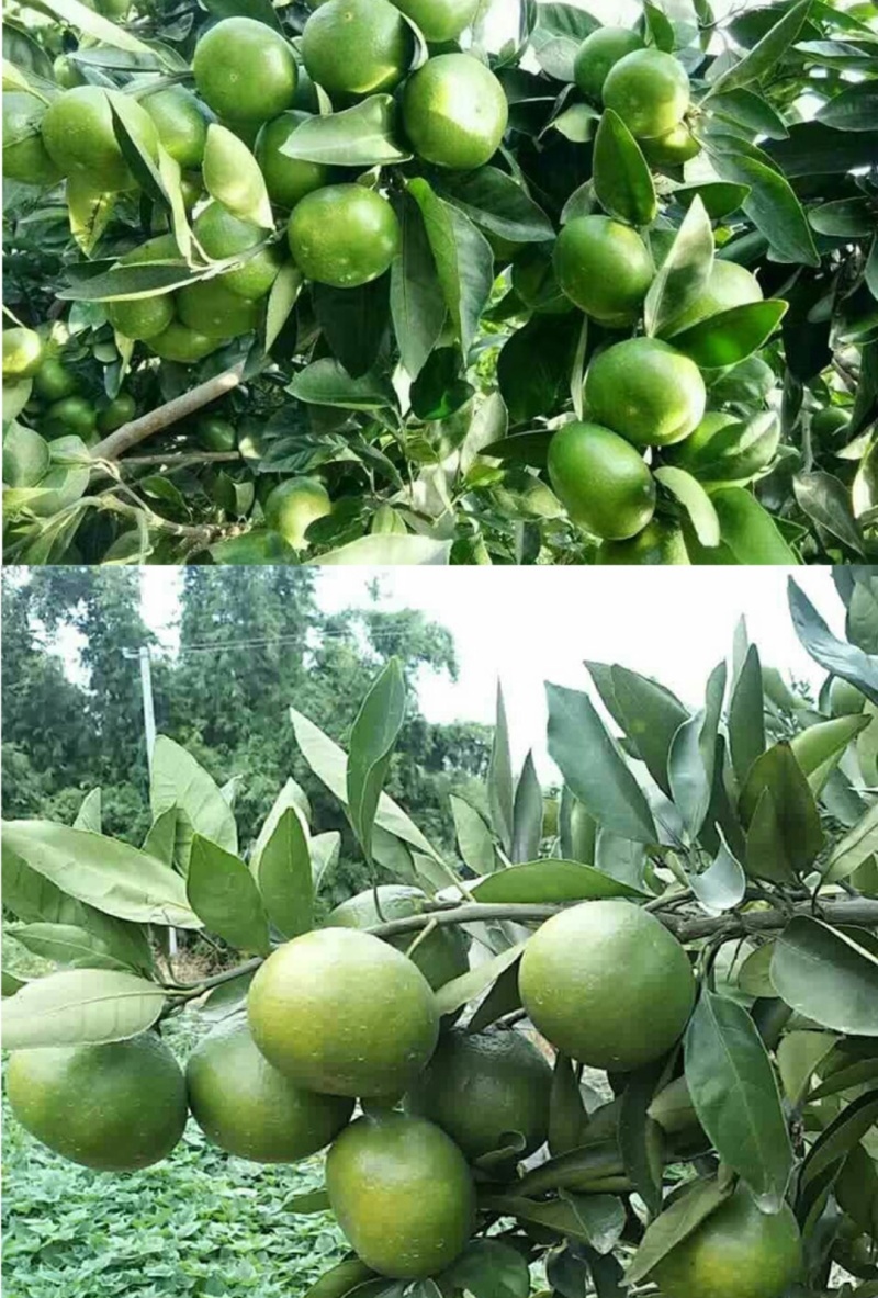 湖北省丹江口市青柑橘，柑桔，广东贡果直供，早熟蜜橘