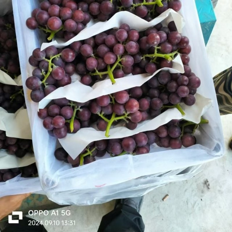 巨峰葡萄上市了，欢迎前来选购