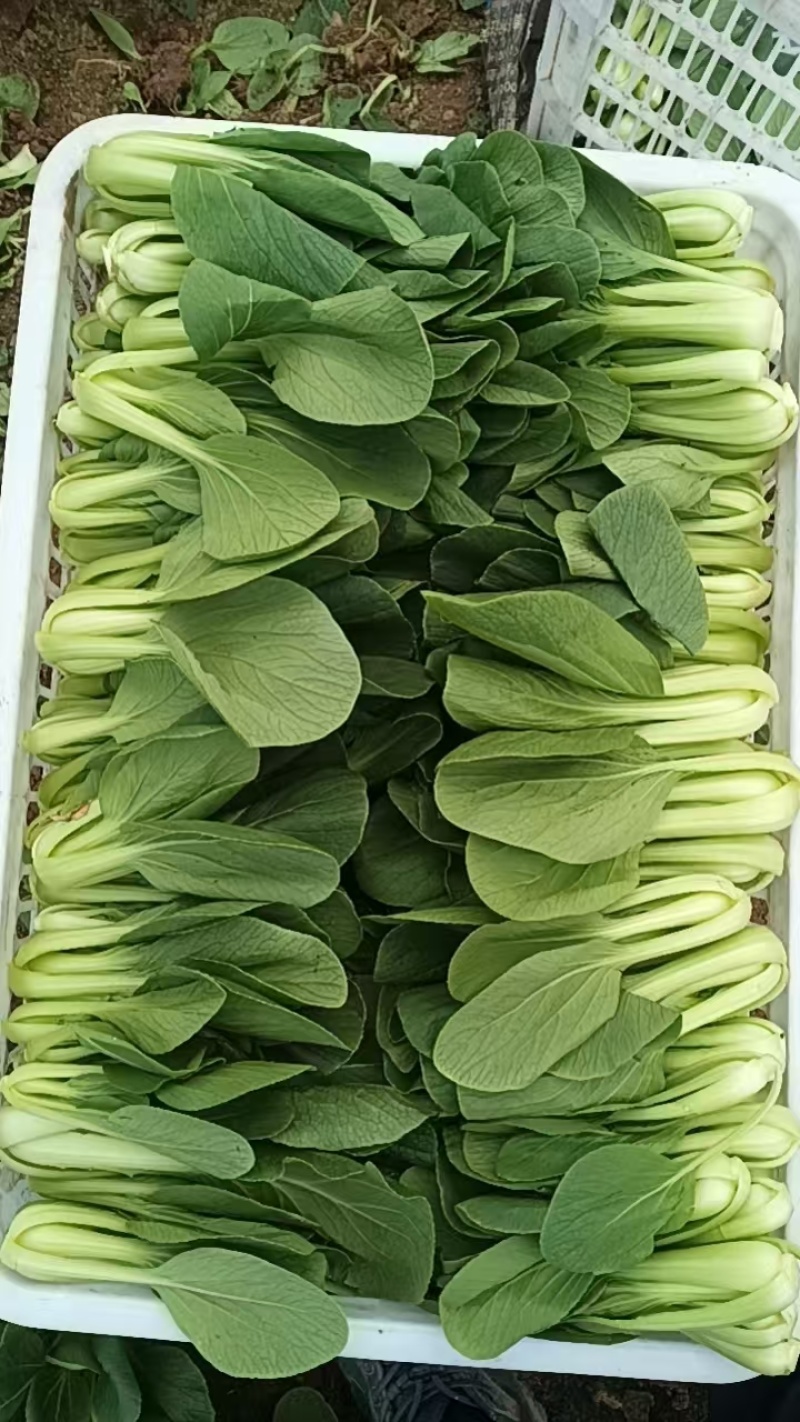 精品蔬菜