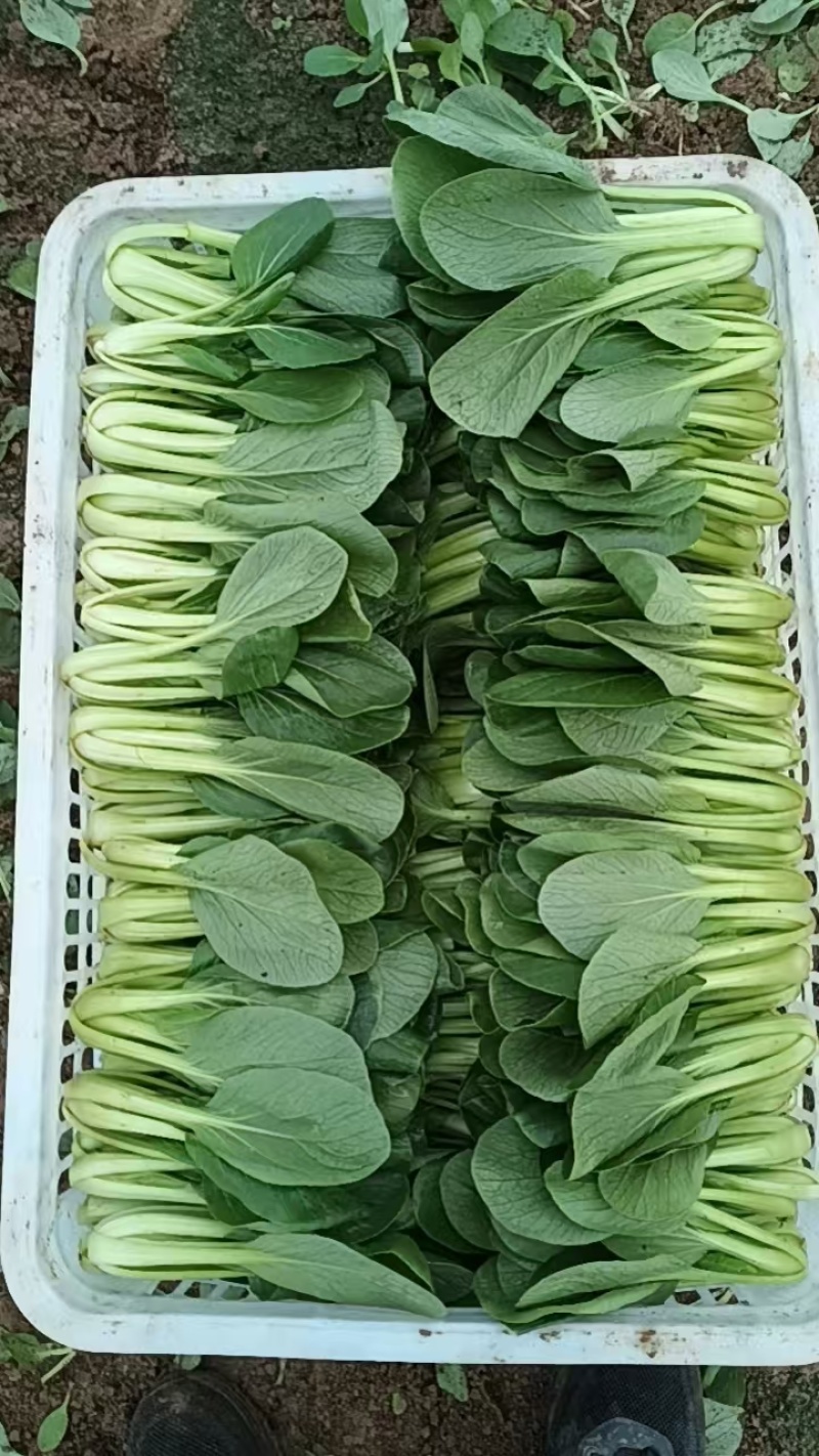 精品蔬菜
