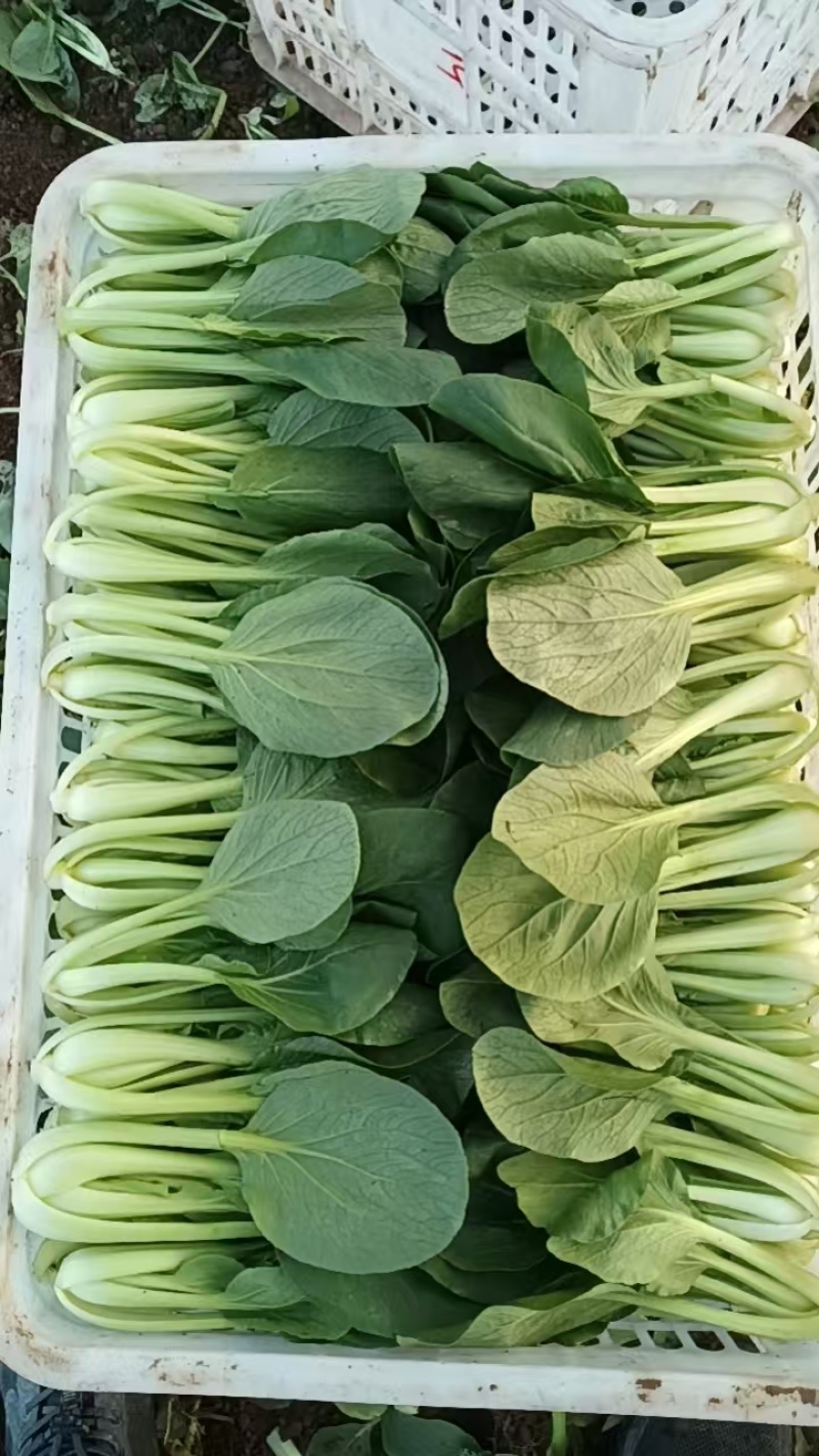 精品蔬菜