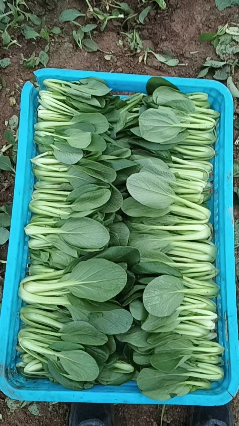 精品蔬菜