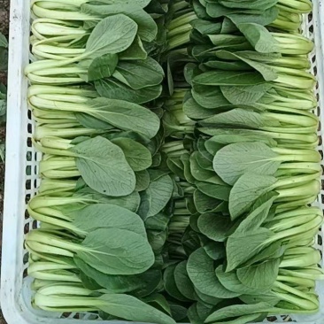 精品蔬菜