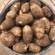 山东芋头【8520】毛芋按需加工产地直发保质保量全国发