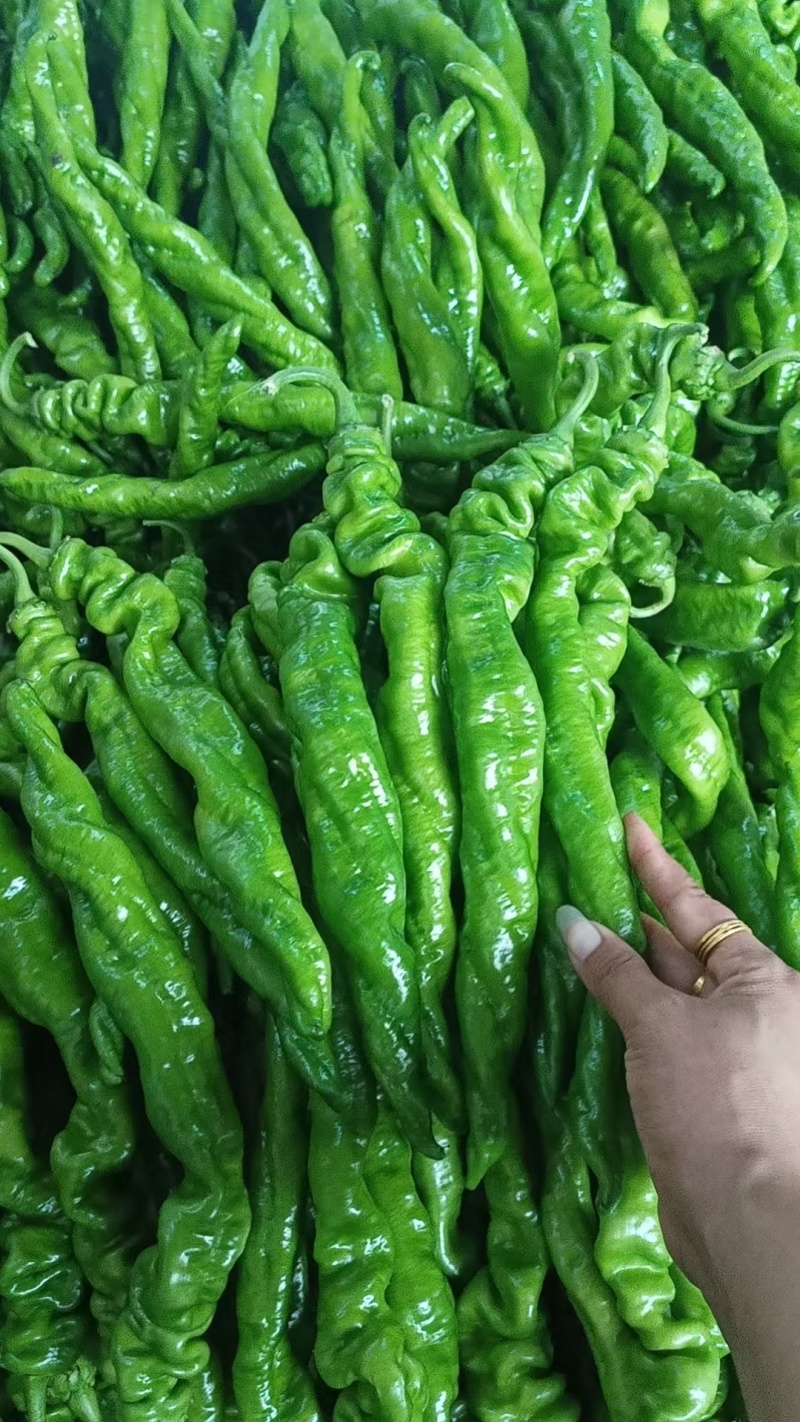 【推荐】线椒78号线椒辣椒二荆条线椒产地直发代发全国