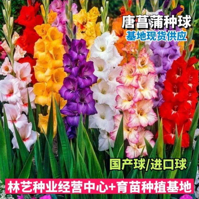 唐菖蒲种球剑兰种球十三太保四季易种多年生庭院阳台盆栽花卉