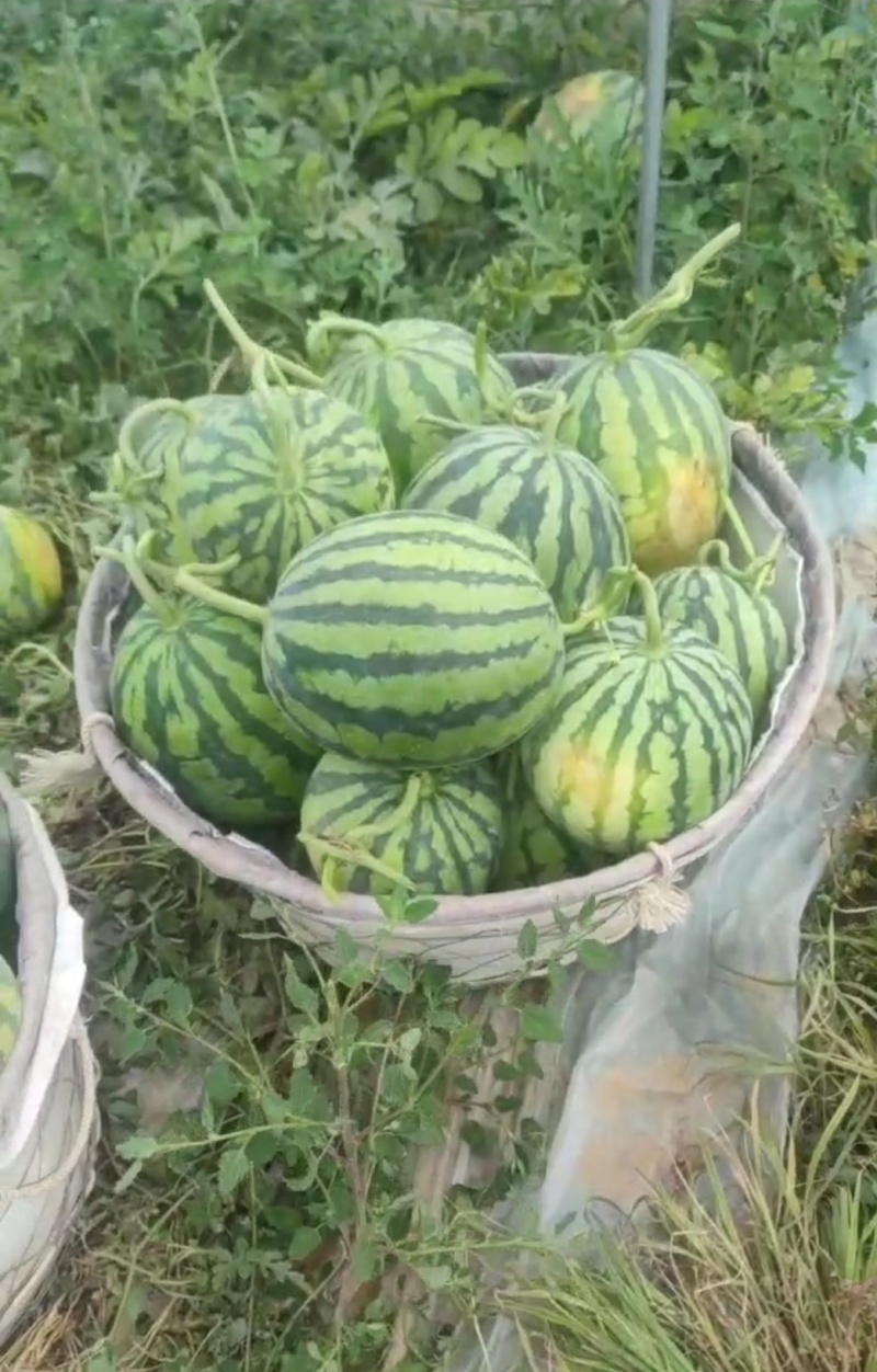 无籽麒麟高次