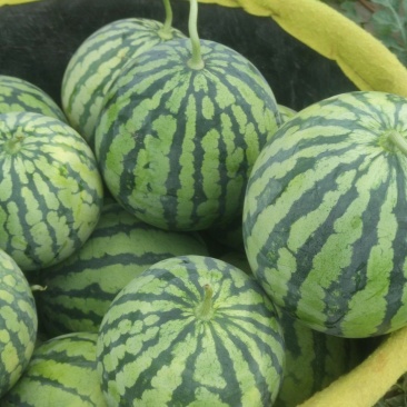 精品二茬