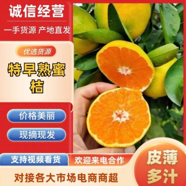 蜜橘柑橘湖北早熟蜜橘产地一手货源大量供应对接零卖电商市场