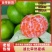 云南特早蜜桔普早蜜橘产地直采诚信实力代办代发全国
