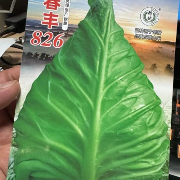 牛心甘蓝种子春丰826大果型甜脆亮绿牛心甘蓝秋季越冬