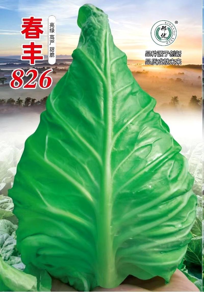 牛心甘蓝种子春丰826大果型甜脆亮绿牛心甘蓝秋季越冬