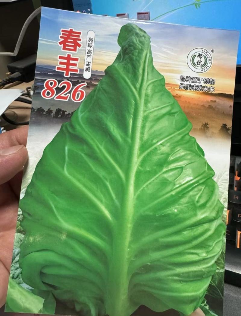 牛心甘蓝种子春丰826大果型甜脆亮绿牛心甘蓝秋季越冬