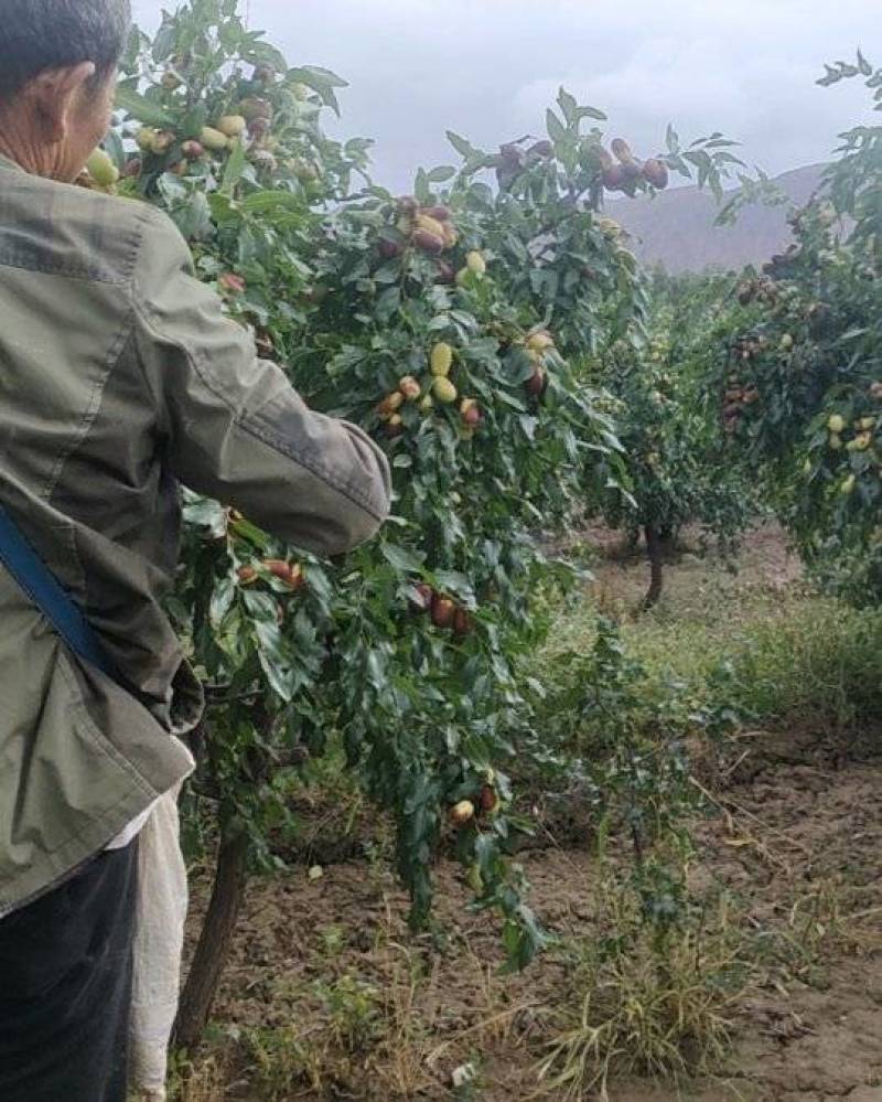 甘肃石门大红枣鲜枣产地直发一手货源
