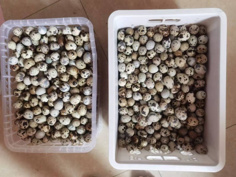 土鹌鹑蛋，浙江嘉兴自家散养的鹌鹑，品质保障诚信经营