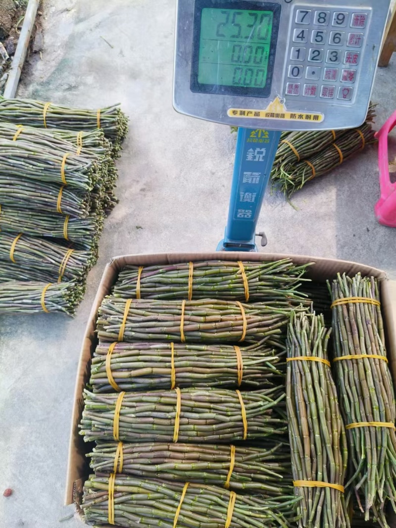 正品铁皮石斛鲜条，基地直供源头货源规格可选