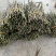 正品铁皮石斛鲜条，基地直供源头货源规格可选