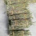 正品铁皮石斛鲜条，基地直供源头货源规格可选