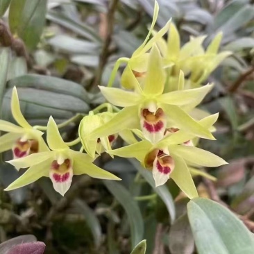 铁皮石斛干花，干度够一捏就碎，花型饱满，
