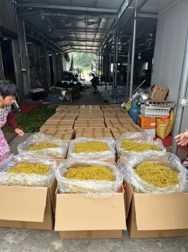 铁皮石斛干花，干度够一捏就碎，花型饱满，