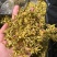 铁皮石斛干花，干度够一捏就碎，花型饱满，