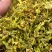 铁皮石斛干花，干度够一捏就碎，花型饱满，