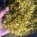 铁皮石斛干花，干度够一捏就碎，花型饱满，