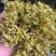 铁皮石斛干花，干度够一捏就碎，花型饱满，