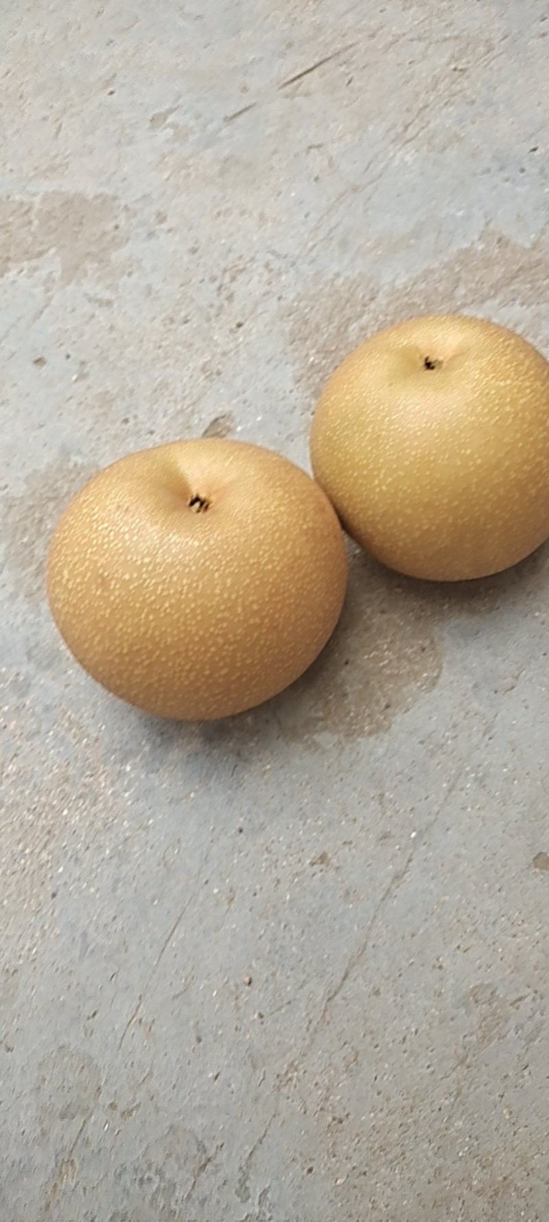 秋月犁