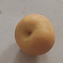 秋月犁