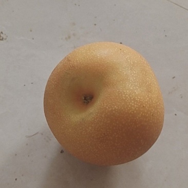 秋月犁