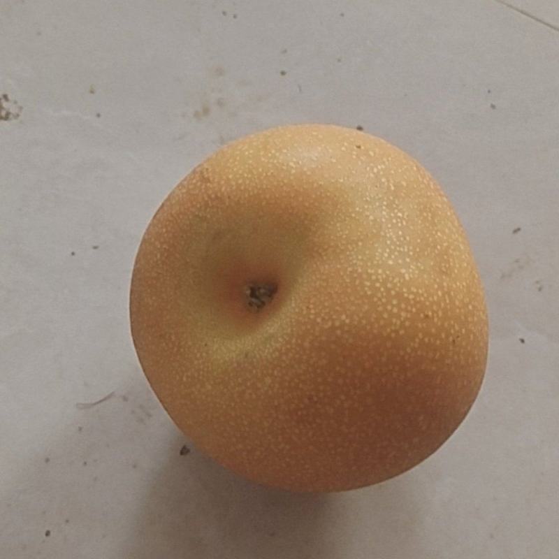 秋月犁
