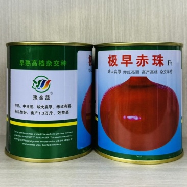 极早赤珠紫皮洋葱种子早熟高产水果洋葱种籽球大扁厚中日照品