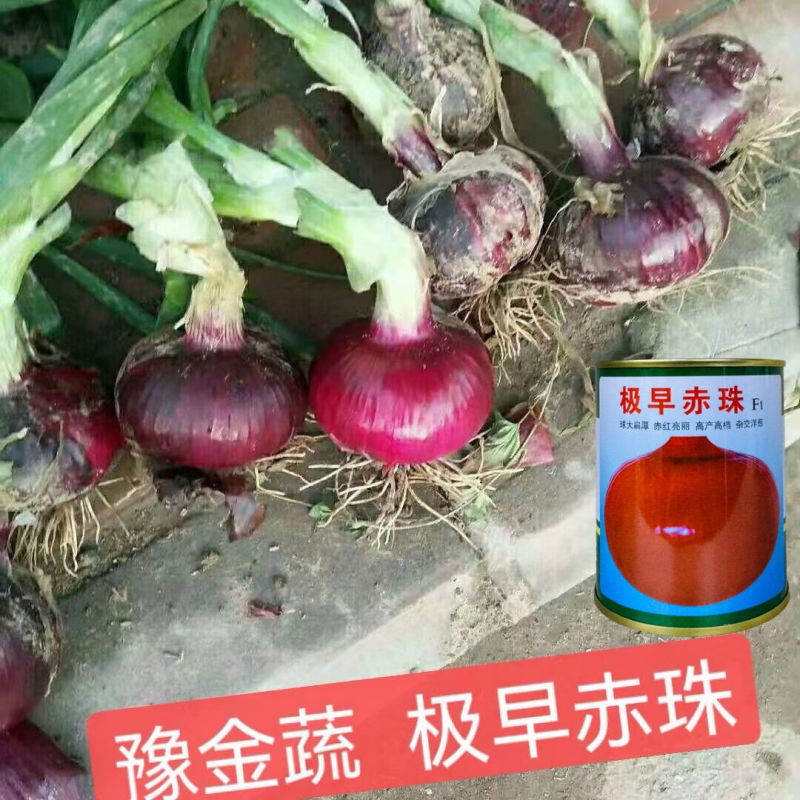 极早赤珠紫皮洋葱种子早熟高产水果洋葱种籽球大扁厚中日照品