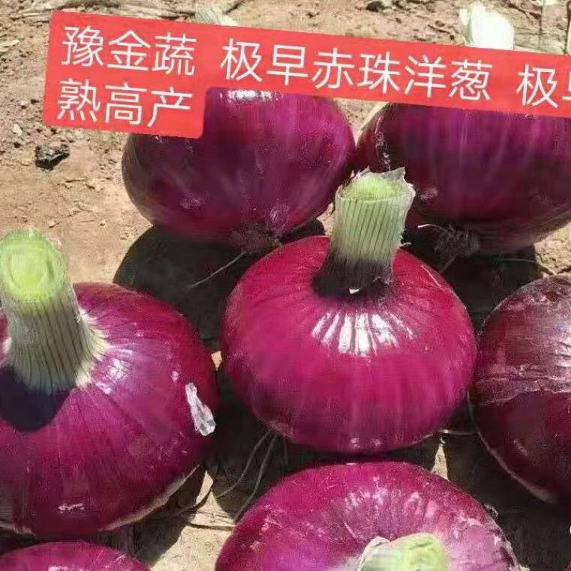 极早赤珠紫皮洋葱种子早熟高产水果洋葱种籽球大扁厚中日照品