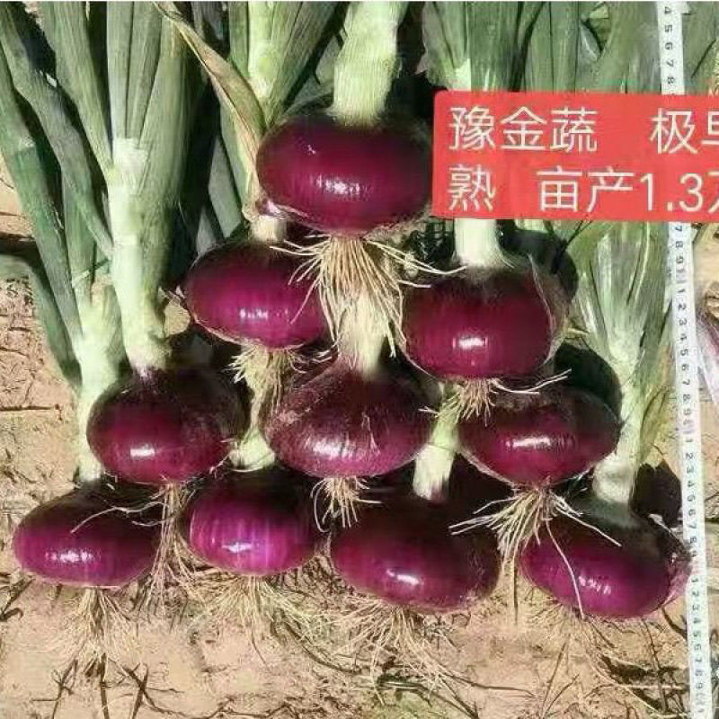 极早赤珠紫皮洋葱种子早熟高产水果洋葱种籽球大扁厚中日照品